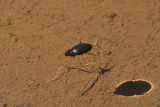 beetle_hcws.jpg