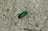 Six-Spotted Tiger Beetle