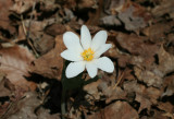Bloodroot