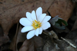 Bloodroot