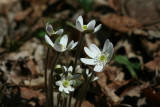 Round-lobed Hepatica
