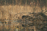 American Beaver on Lodge