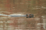 American Beaver