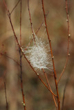 Dew Coated Web