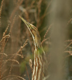American Bittern