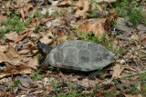 Wood Turtle