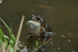 American Toad