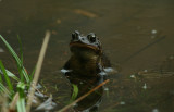 American Toad