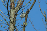 Black and White Warbler