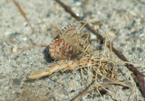 Pine Elfin