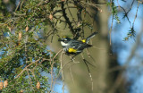 Yellow-rumped Warbler