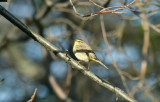 Palm Warbler