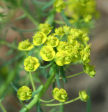 Spurge