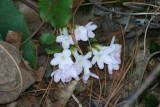 Trailing Arbutus (Mayflower)