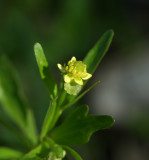Small-flowered Crowfoot (Kidneyleaf Buttercup)