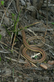 Garter Snake