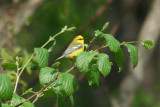 Blue-wing Warbler