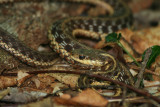 Garter Snake