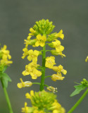 Common Winter Cress (Yellow Rocket)