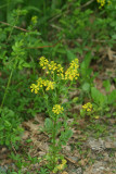 Common Winter Cress (Yellow Rocket)