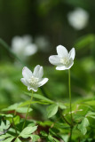 Wood Anemone