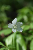 Wood Anemone
