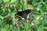Black Swallowtail