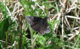 duskywing1_hvd.jpg