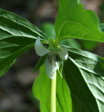 Nodding Trillium