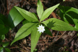 Starflower