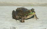 Green Frog