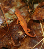 Red Spotted Newt