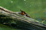 Painted Turtle