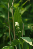 flower61b_hsp.jpg