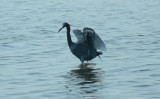 Little Blue Heron