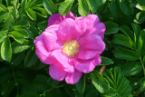 Rugosa Rose