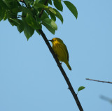 Yellow Warbler