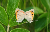American Copper