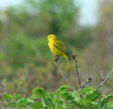 Yellow Warbler