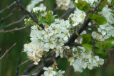 flower61_gbn.jpg