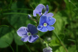 Birds-eye Speedwell