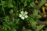 Mouse-ear Chickweed?