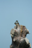 Tree Swallow