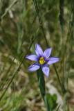 Blue-eyed Grass