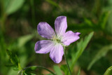 Wild Geranium