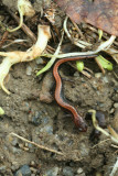 Redback Salamander