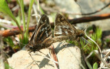 Cobweb Skippers