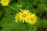 flower65_drp.jpg