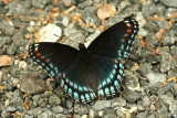 Red Spotted Admiral