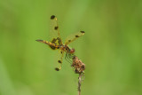 dragonfly20